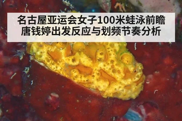 名古屋亚运会女子100米蛙泳前瞻 唐钱婷出发反应与划频节奏分析